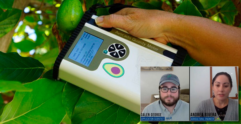 Read more about the article Pruebas e investigación aplicada con el F-751 medidor de calidad de palta (avocado) de Felix Instruments