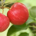 Manzanas de grado “A”: Las relaciones hídricas en los portainjertos de las manzanas y el vástago influyen en el rendimiento y la calidad de la fruta – Felix Instruments