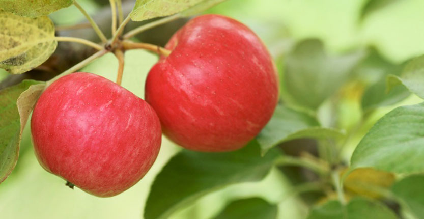 You are currently viewing Manzanas de grado “A”: Las relaciones hídricas en los portainjertos de las manzanas y el vástago influyen en el rendimiento y la calidad de la fruta – Felix Instruments