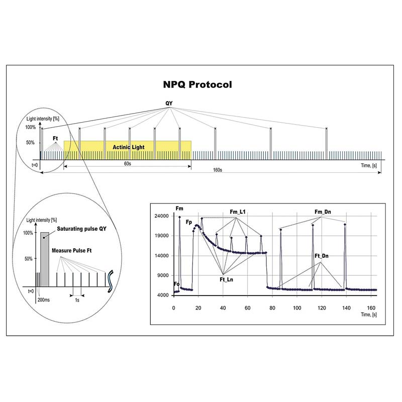 FL 6000 Fluorómetro de doble modulación para la medida de fluorescencia α de clorofila - Imagen 7